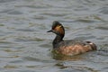 Black-necked grebe , Podiceps nigricollis Royalty Free Stock Photo