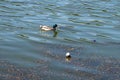 Duck swims in dirty water and garbage, lake pollution, environmental problems