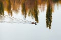 Duck swims in the lake Royalty Free Stock Photo