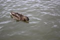 Duck swims in the lake Royalty Free Stock Photo