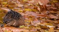 A duck swims in a lake covered with leaves autumn