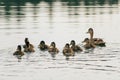Duck swims on the lake with ducklings in a row Royalty Free Stock Photo