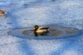 A duck swims in the lake among the frozen ice in winter