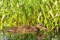 Duck swims next to sedge. The female ducks quacking in the pond