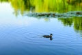 A duck swims in a pond on a blurred background of lilies and reflections of forest and sky in the water. Selective focus