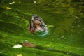 A duck swims in a pond in a park. Royalty Free Stock Photo