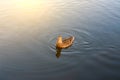 Duck swims in pond in park in morning light. Morning sun with bird Royalty Free Stock Photo