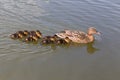 The duck swims on the pond and there are small ducks around it. Photo of wild nature