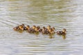 The duck swims on the pond and there are small ducks around it. Photo of wild nature