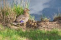 The duck swims on the pond and there are small ducks around it. Photo of wild nature