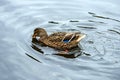 - the duck swims in the pond water. Royalty Free Stock Photo