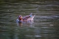 Teal, surface duck. Family Anatidae - Anas crecca Royalty Free Stock Photo