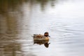 Teal, surface duck. Family Anatidae - Anas crecca Royalty Free Stock Photo