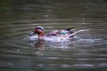 Teal, surface duck. Family Anatidae - Anas crecca Royalty Free Stock Photo