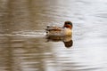 Teal, surface duck. Family Anatidae - Anas crecca Royalty Free Stock Photo