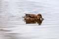Teal, surface duck. Family Anatidae - Anas crecca Royalty Free Stock Photo