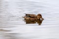 Teal, surface duck. Family Anatidae - Anas crecca