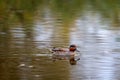 Teal, surface duck. Family Anatidae - Anas crecca Royalty Free Stock Photo