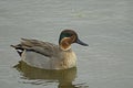 A duck swims in the water , Mallard