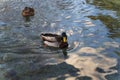 Duck swims in the water at sunset Royalty Free Stock Photo