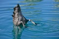 Duck tail shadow