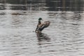 The duck takes off from a reservoir, having spread wings. splashes fly around, circles on the water