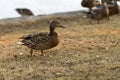 Duck in Tallinn Estonia