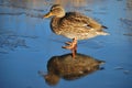 Duck on thin ice Royalty Free Stock Photo