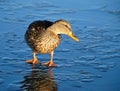 Duck on thin ice Royalty Free Stock Photo