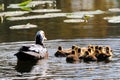 Duck with thirteen ducklings Royalty Free Stock Photo