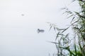 Duck though the morning mist Royalty Free Stock Photo