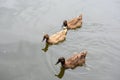 Duck Royalty Free Stock Photo