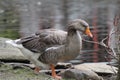 Duck time.. snack time Royalty Free Stock Photo