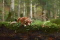 Duck Tolling Retriever prowls in the woods, embodying the spirit of adventure.