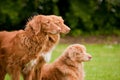 Duck tolling retrievers Royalty Free Stock Photo