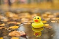 Duck toy in autumn puddle with leaves Royalty Free Stock Photo