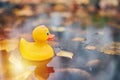 Duck toy in autumn puddle with leaves Royalty Free Stock Photo