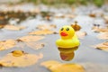 Duck toy in autumn puddle with leaves Royalty Free Stock Photo