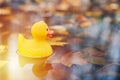 Duck toy in autumn puddle with leaves Royalty Free Stock Photo