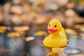 Duck toy in autumn puddle with leaves Royalty Free Stock Photo