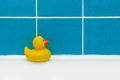 A duck toy in a clean bathroom after repair closeup Royalty Free Stock Photo