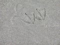 Duck Tracks in the Sand