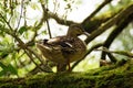 Duck on the trunk of tree Royalty Free Stock Photo