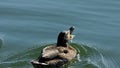 Duck trying to eat big peace of bread in slow moton.