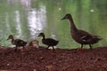 Duck and two youngÃ¢â¬â¢uns Royalty Free Stock Photo