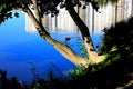 Duck between two tree trunks on the background of water ripples and reflections of the house near the pond Royalty Free Stock Photo