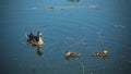 The duck with two young ducks on lake Royalty Free Stock Photo