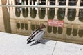 Duck at UWA