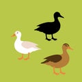 Duck vector illustration style Flat Royalty Free Stock Photo