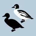 Duck vector illustration style Flat Royalty Free Stock Photo